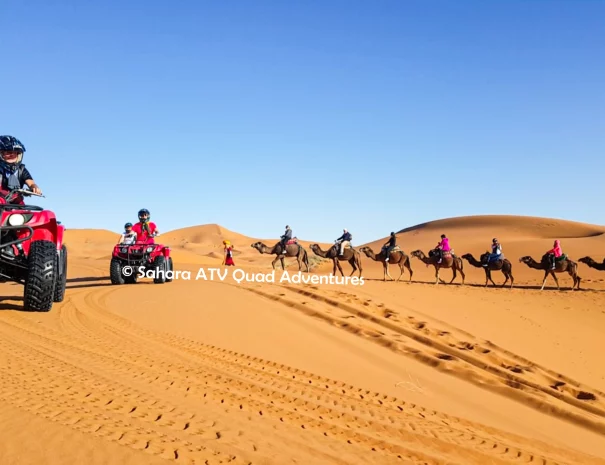 Sahara ATV Quad Adventures camel